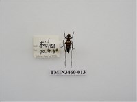 藏品(金毛花天牛)的圖片